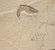 Antrimpos cf. speciosus MNSTER 1839