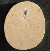 Wanze, (Heteroptera)