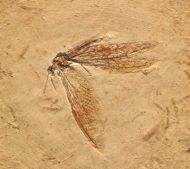 Netzflgler, (Neuroptera)