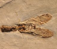 Kamelhalsfliege, (Raphidioptera)