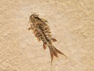 Mayfly - Larval stage  (Ephemeroptera)