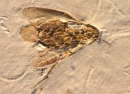 Schabe, (Blattodea) & Dastilbe sp.