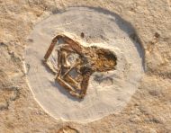 Spinne (Araneae)