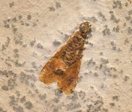 Termite (Isoptera)