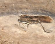 Grasshopper, (Saltatoria)